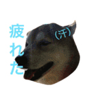 るかかんたまぐろだワン！！（個別スタンプ：10）