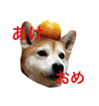 るかかんたまぐろだワン！！（個別スタンプ：11）