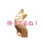 るかかんたまぐろだワン！！（個別スタンプ：13）