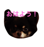 るかかんたまぐろだワン！！（個別スタンプ：15）