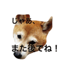 るかかんたまぐろだワン！！（個別スタンプ：19）
