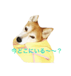るかかんたまぐろだワン！！（個別スタンプ：20）