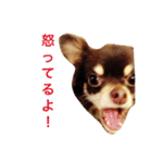 るかかんたまぐろだワン！！（個別スタンプ：22）