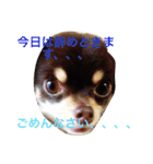 るかかんたまぐろだワン！！（個別スタンプ：24）