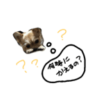 coco417（個別スタンプ：1）