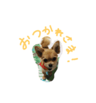 coco417（個別スタンプ：3）