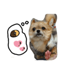 coco417（個別スタンプ：5）