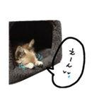 coco417（個別スタンプ：6）