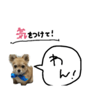 coco417（個別スタンプ：7）