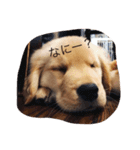 ゴールデンレトリバーちゃん（個別スタンプ：6）