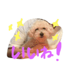 モカすたんぷ 1（個別スタンプ：15）