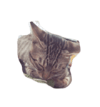 猫太と虎太（個別スタンプ：1）