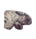 猫太と虎太（個別スタンプ：2）