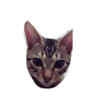 猫太と虎太（個別スタンプ：3）