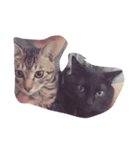 猫太と虎太（個別スタンプ：4）