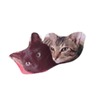 猫太と虎太（個別スタンプ：5）