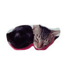 猫太と虎太（個別スタンプ：6）