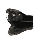 猫太と虎太（個別スタンプ：7）