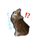 メインクーンの琥珀（個別スタンプ：1）