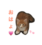 メインクーンの琥珀（個別スタンプ：3）