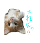 メインクーンの琥珀（個別スタンプ：5）