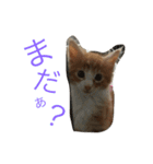 メインクーンの琥珀（個別スタンプ：6）