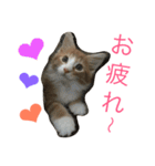 メインクーンの琥珀（個別スタンプ：8）