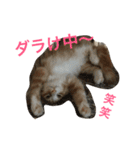 メインクーンの琥珀（個別スタンプ：9）