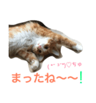 メインクーンの琥珀（個別スタンプ：10）