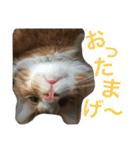 メインクーンの琥珀（個別スタンプ：11）