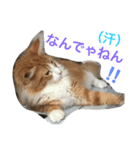 メインクーンの琥珀（個別スタンプ：13）