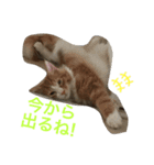 メインクーンの琥珀（個別スタンプ：14）