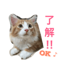 メインクーンの琥珀（個別スタンプ：15）