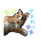 メインクーンの琥珀（個別スタンプ：16）