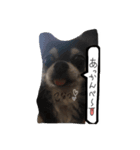 わんころ大集合（個別スタンプ：1）