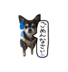 わんころ大集合（個別スタンプ：6）