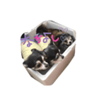 わんころ大集合（個別スタンプ：8）