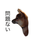 愛犬ろっく3（個別スタンプ：2）