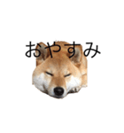 愛犬ろっく3（個別スタンプ：3）