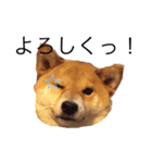 愛犬ろっく3（個別スタンプ：4）