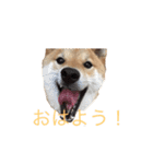 愛犬ろっく3（個別スタンプ：5）