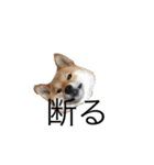 愛犬ろっく3（個別スタンプ：7）