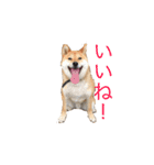 愛犬ろっく3（個別スタンプ：9）