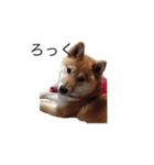 愛犬ろっく3（個別スタンプ：10）