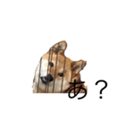 愛犬ろっく3（個別スタンプ：11）