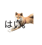 愛犬ろっく3（個別スタンプ：12）