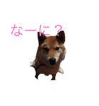 愛犬ろっく3（個別スタンプ：13）