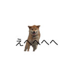 愛犬ろっく3（個別スタンプ：14）