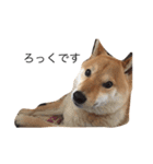 愛犬ろっく3（個別スタンプ：15）