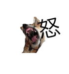 愛犬ろっく3（個別スタンプ：18）